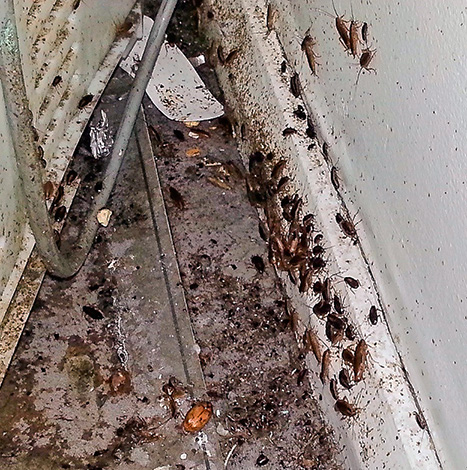 Za lednicí a plynovým sporákem se občas dají najít doslova hordy švábů...