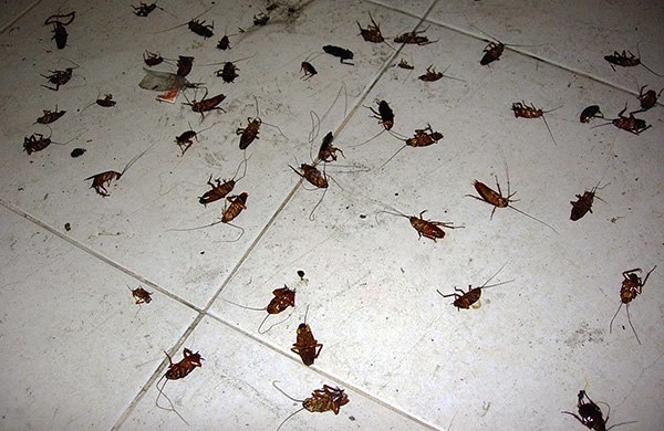 Aerosolproducten op basis van synthetische pyrethroïden zijn behoorlijk effectief en stellen u in staat om kakkerlakken in een appartement in slechts een paar uur te vernietigen.