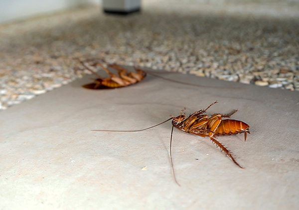 De insecticiden waaruit Dichloorvos bestaat, hebben een zenuwverlammend effect op kakkerlakken (leiden tot verlamming en daaropvolgende dood van het insect).