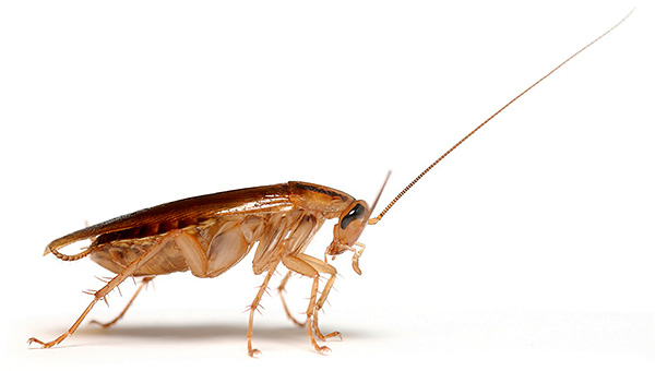 Pro spolehlivé vyhubení švábů v domě je důležité dodržovat řadu pravidel ...