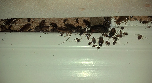 Evde çok sayıda hamamböceği olduğunda, jel şırınganın ek fon kullanımıyla birleştirilmesi tavsiye edilir.