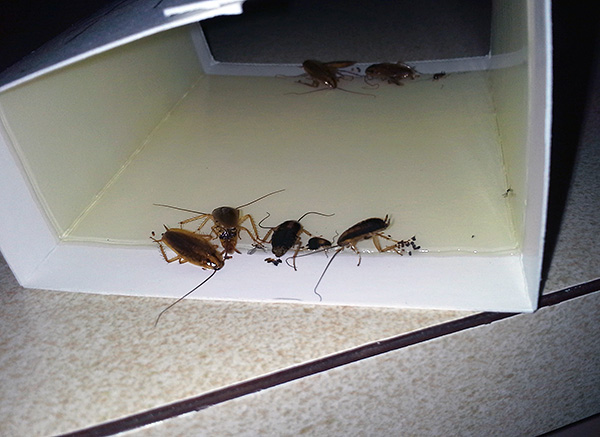 Kleefvallen zijn ook een goede manier om kakkerlakken binnenshuis te bestrijden.