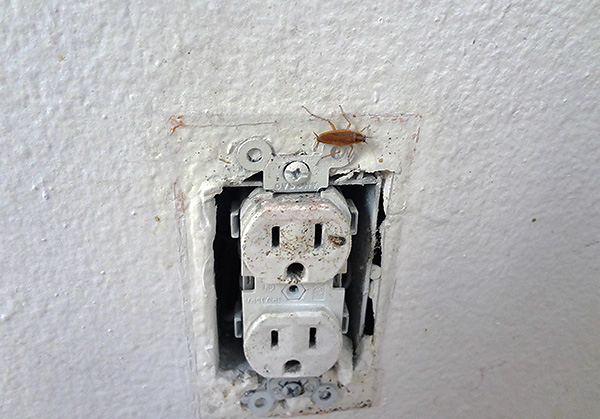 Kakkerlakken kunnen de kamer binnenkomen via stopcontacten van buren.