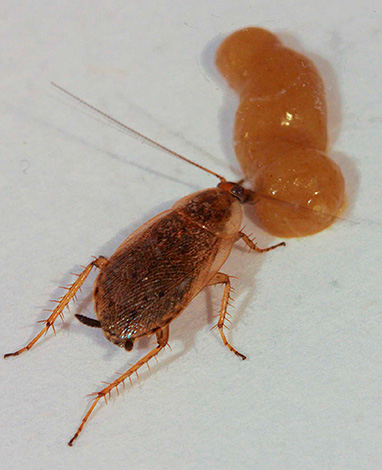 Kakkerlak eet gif in de vorm van een gel