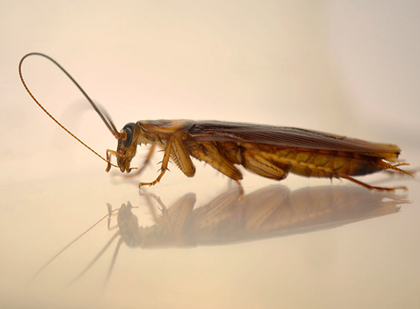 Čestice insekticida dodatno guta žohar dok čisti svoje antene i šape.