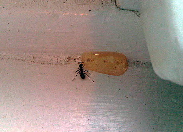 A rovarölő gélek nemcsak a csótányok, hanem a házi hangyák ellen is hatásosak.