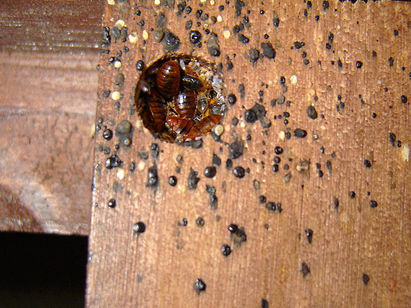 štěnice hnízdo v nábytku