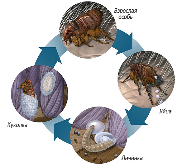De afbeelding toont de levenscyclus van een vlo - een volwassene legt eieren, waaruit de larven uitkomen, die vervolgens veranderen in een pop en weer in een volwassene.