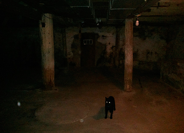 Ruang bawah tanah rumah sering didiami oleh kucing dan anjing liar yang dijangkiti kutu.