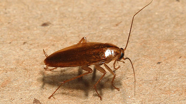 Insekticidgel kan också användas som ett barriärmedel, vilket blockerar hur kackerlackor kommer in i lägenheten.