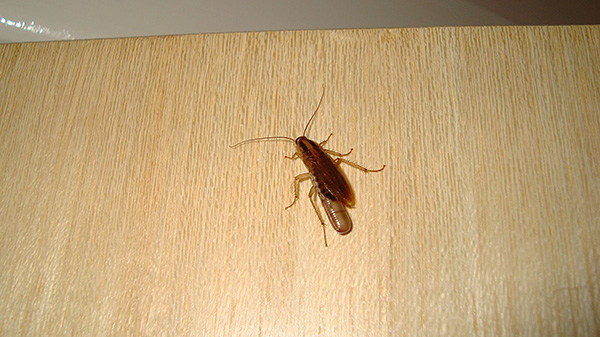 Det är viktigt att skydda lägenheten från att kackerlackor tränger in i den igen - främst från närliggande lokaler.