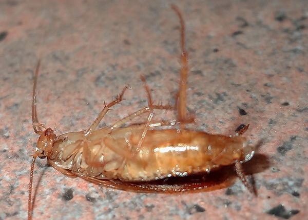 A géleket alkotó rovarölő szerek nemcsak a csótányokat pusztítják el hatékonyan, hanem szinte minden más rovart is, ha azok méreggel lakmároznak.