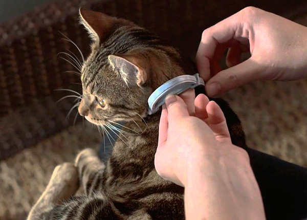 För förebyggande skydd av en katt eller hund från loppor är det användbart att använda ett lopphalsband.