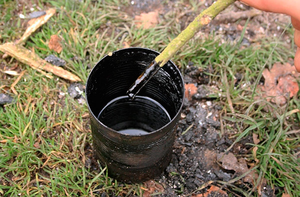 Inilah rupa tar birch, yang telah lama digunakan untuk menghalau serangga.