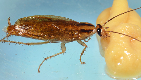 Op de foto is te zien hoe een kakkerlak vergiftigd aas eet...