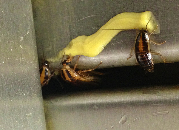 Insekticidgeler anses vara ett av de mest effektiva och bekväma sätten att bekämpa kackerlackor.