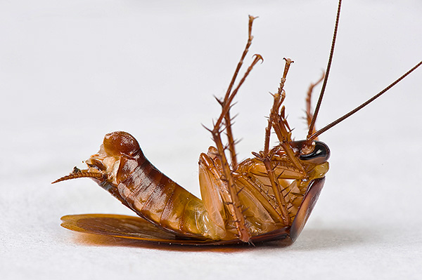 Çoğu modern böcek ilacının böcekler üzerinde sinir felci etkisi vardır.