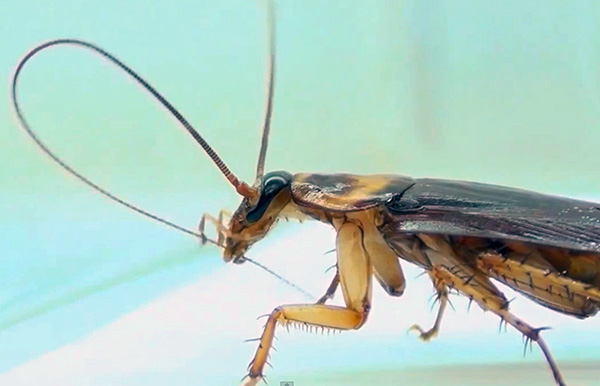 När en kackerlacka rengör sig själv sväljer den dammpartiklar som sitter fast vid dess antenner och tassar.