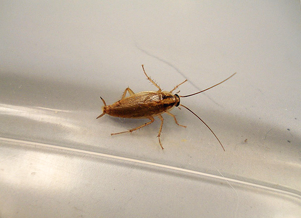 Insekticiddamm kan behålla sina giftiga egenskaper under lång tid, vilket kan användas för att förhindra kackerlackor.
