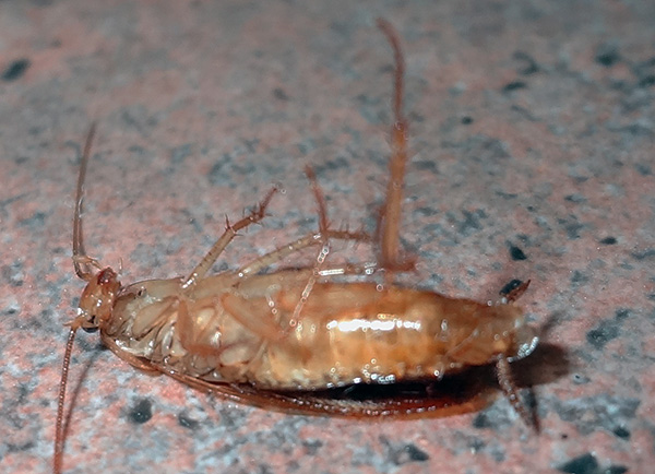 일반적으로 바퀴벌레에서 방을 치료한 지 몇 시간 후에 바닥은 죽은 곤충으로 덮여 있습니다.