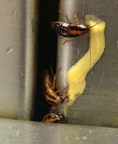Kakkerlakken eten insectendodende gel.