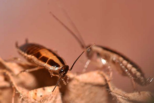 Postupak uništavanja insekata naziva se dezinsekcija, a ne dezinfekcija.