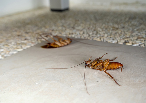 Gelukkig zijn er tegenwoordig veel insectendodende middelen op de markt waarmee je effectief met kakkerlakken in een appartement kunt omgaan.