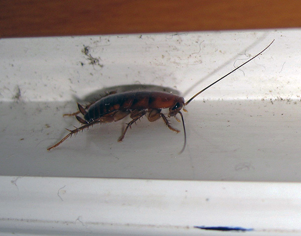 Affinché gli scarafaggi non si moltiplichino di nuovo nell'appartamento, è importante bloccare qui tutti i modi della loro penetrazione.