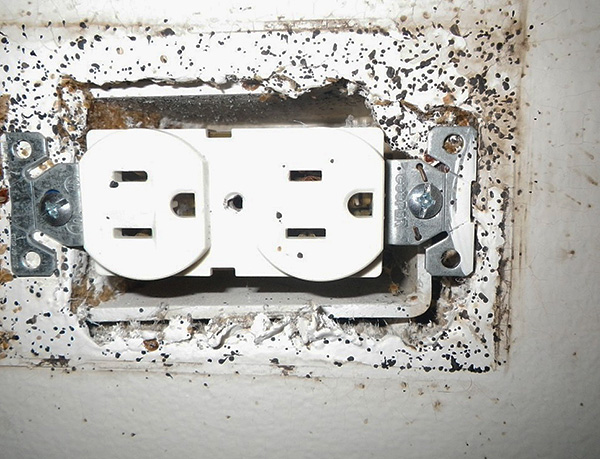 Bedwantsen van buren kunnen zelfs via stopcontacten in de muren uw appartement binnendringen.