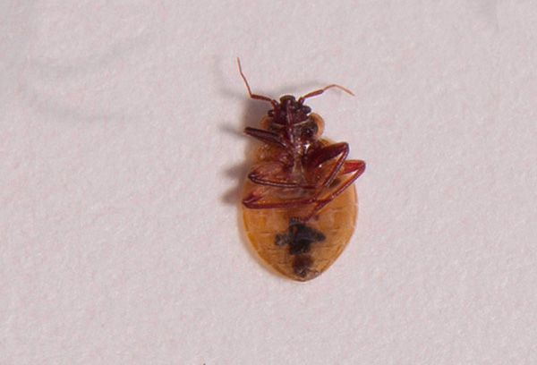 Zeta-cypermethrin menyebabkan kelumpuhan pada bedbugs, selepas itu parasit cepat mati.