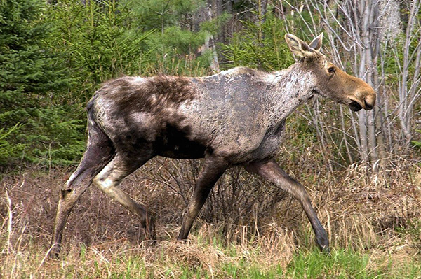 Dewasa anjing dan kutu taiga boleh memparasit mamalia besar, seperti moose.