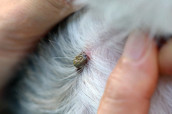 A kullancsok gyakran megtámadják a háziállatokat, például a kutyákat.