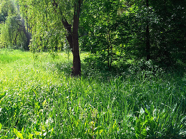 Våta snår av gräs och små buskar är en favoritmiljö för fästingar.