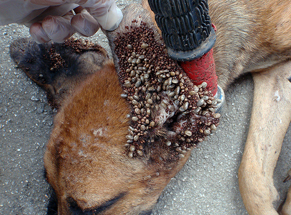 Tempat kegemaran untuk melekatkan kutu hutan pada anjing ialah permukaan dalaman daun telinga.