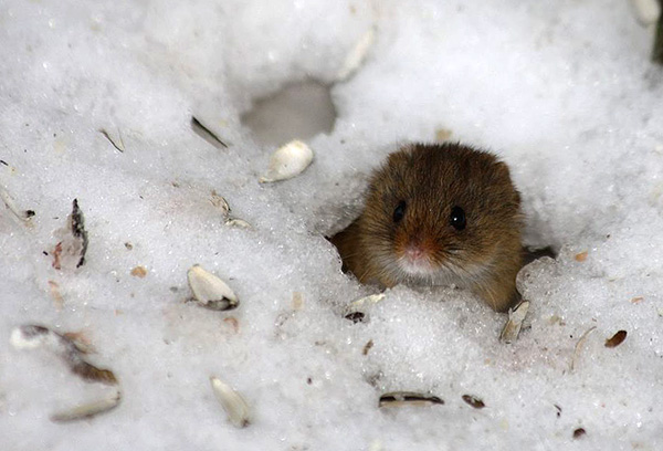 Veel teken brengen de hele winter door in de holen van kleine knaagdieren.