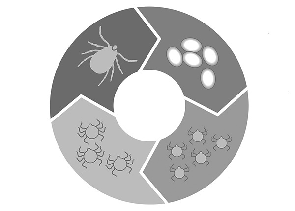 A telelési szakasz a parazita életciklusának bármely szakaszában előfordulhat - a tojástól a kifejlettig.