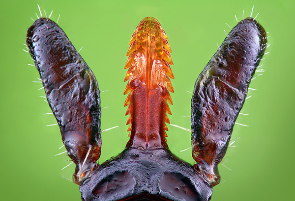Zo ziet het hypostoom van een teek er onder een microscoop uit.