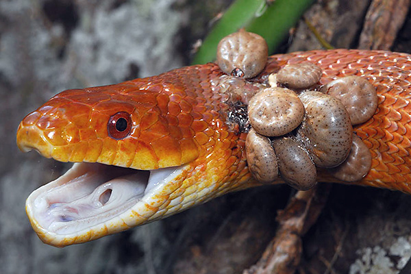 ไรที่ดูดเลือดสามารถกินสัตว์ได้หลายชนิด รวมทั้งตัวที่เลือดเย็น (เช่น งู กบ กิ้งก่า)