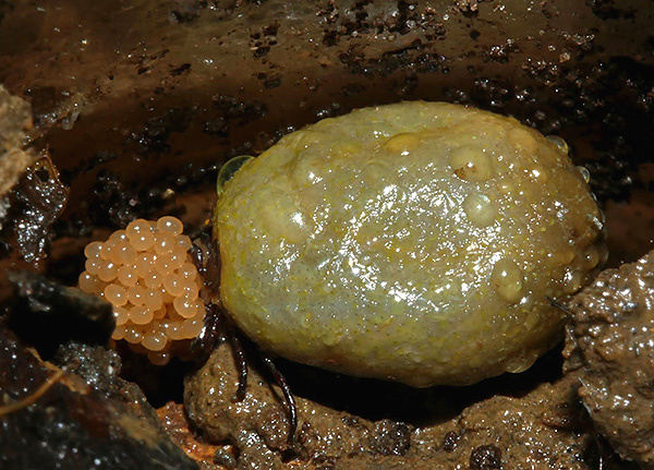 Το θηλυκό τσιμπούρι, προηγουμένως μεθυσμένο με αίμα, γεννά τα αυγά του στο χώμα.