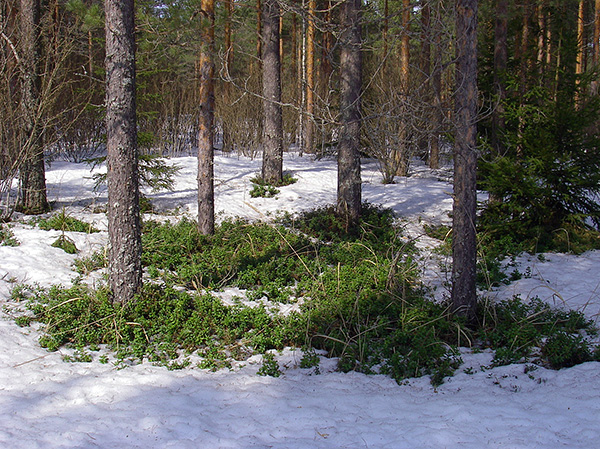 När snön smälter och de första tinade fläckarna dyker upp i skogen börjar fästingarna redan sin aktivitet.