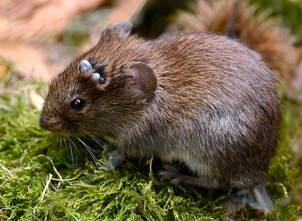 Faktor penting dalam mengekalkan tumpuan borreliosis dan ensefalitis bawaan kutu adalah populasi tikus kecil di wilayah itu.