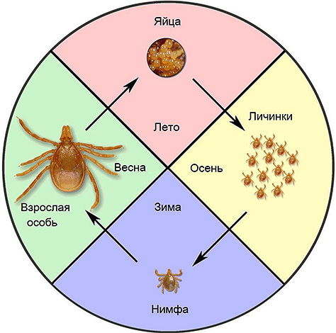 Schematische weergave van de levenscyclus van de ixodide teek
