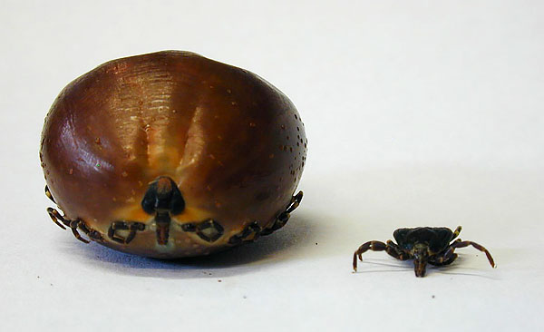 A bal oldalon - a nőstény a vérrel való telítés után, a jobb oldalon - éhes.