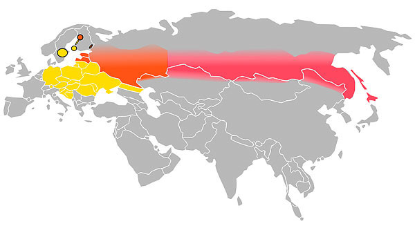 Utbredningsområdet för den europeiska fästingburna encefalitvirusserotypen indikeras i gult, det asiatiska i rosa och det blandade området i rött.