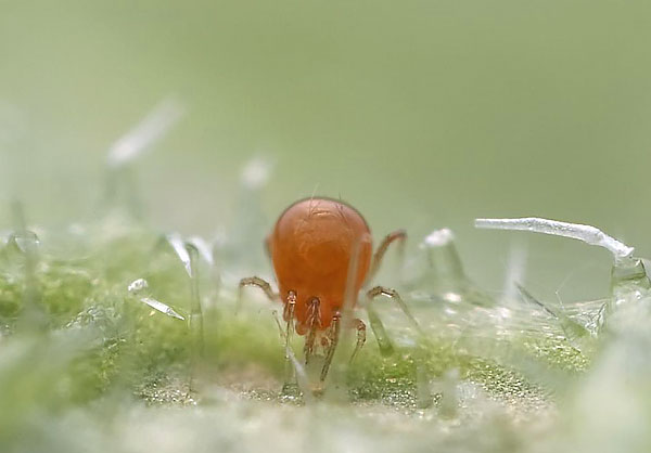 Phytoseiulus, biyolojik bitki korumasında kullanıldığı örümcek akarlarını yeme konusundaki uzmanlığıyla bilinir.