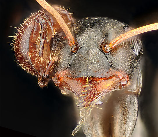 Klíště, které se usadilo na hlavě mravence a odebírá hostiteli kusy potravy.