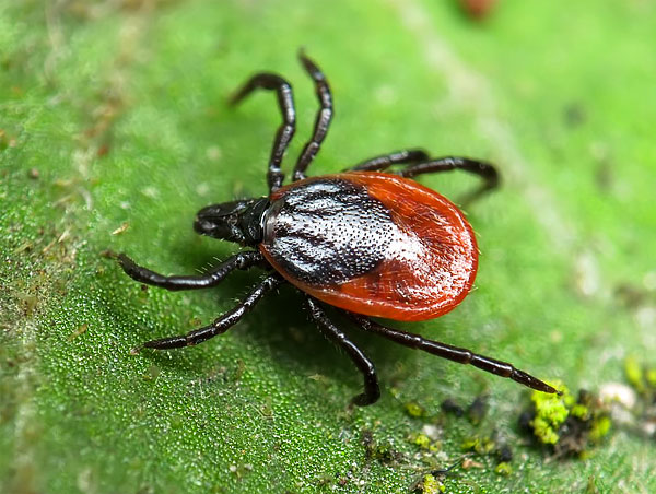 De roodachtige kleur van de teek heeft een zachte cuticula, die sterk kan uitrekken wanneer de parasiet verzadigd is met bloed.