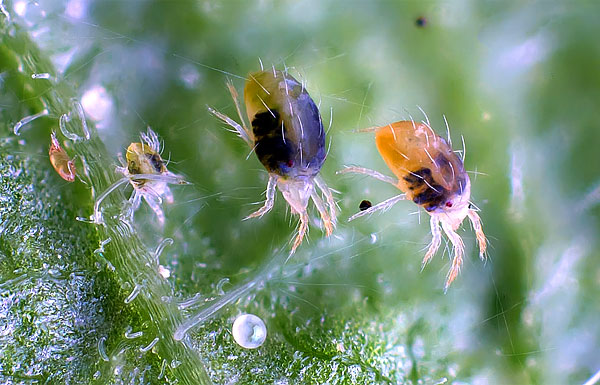 Alle stadia van ontwikkeling van de spint op één foto - ei (onder), dan van links naar rechts: larve, nimf, twee volwassenen.
