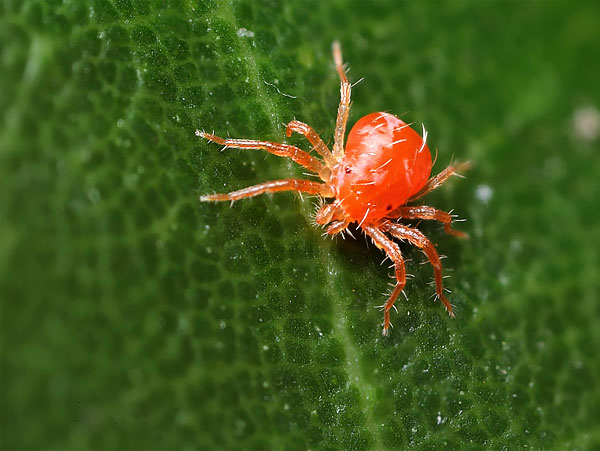Το κύριο αντικείμενο διατροφής αυτού του αρπακτικού είναι τα ακάρεα της αράχνης.