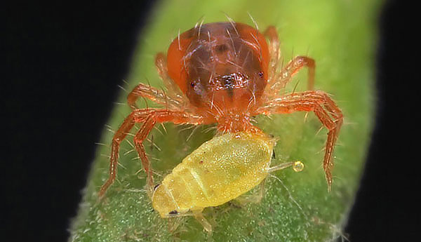 Örümcek akarlarına ek olarak, fitoseiulus yaprak bitlerini, koks larvalarını ve diğer tarımsal zararlıları yiyebilir.